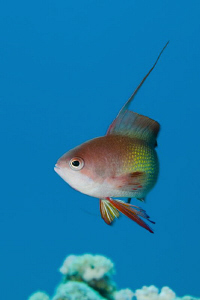Male Anthias, 60mm macro lens with +2 diopter by Paul Colley 
